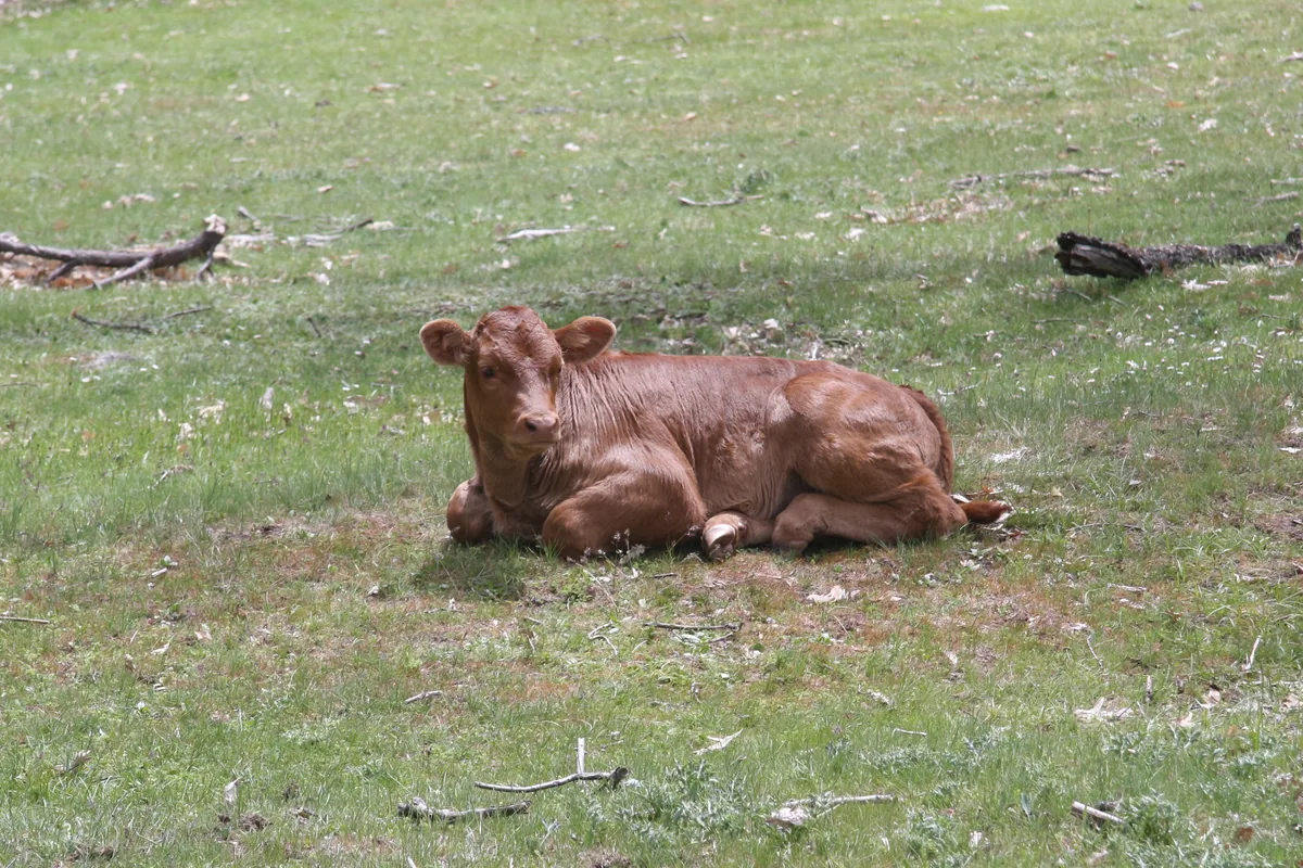 Ternero rubio tumbado en un prado de la Sierra de Guadarrama, junto a Rascafría