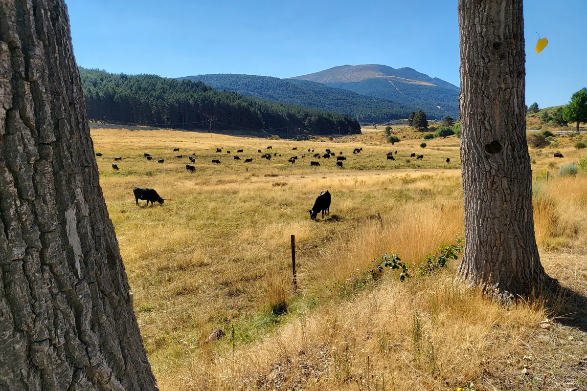 Vacas avileñas pastando en un prado agostado de finales de agosto, con la sierra al fondo