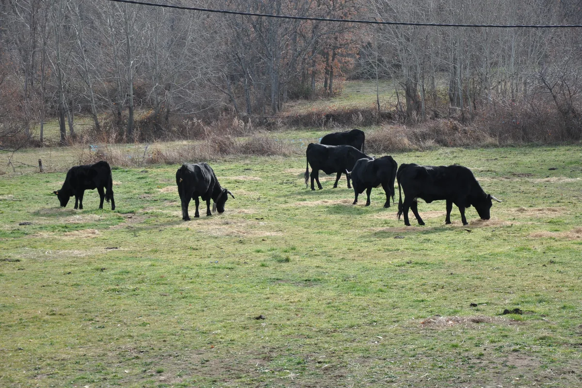 Vacas avileñas pastando en un prado verde a finales de diciembre, con los árboles sin hoja al fondo